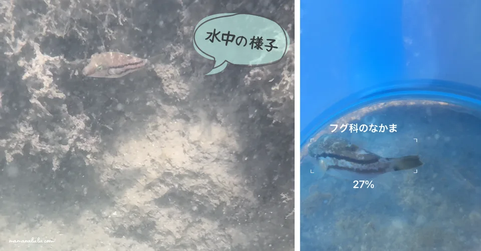 仁右衛門島の磯遊びで見つけた生き物