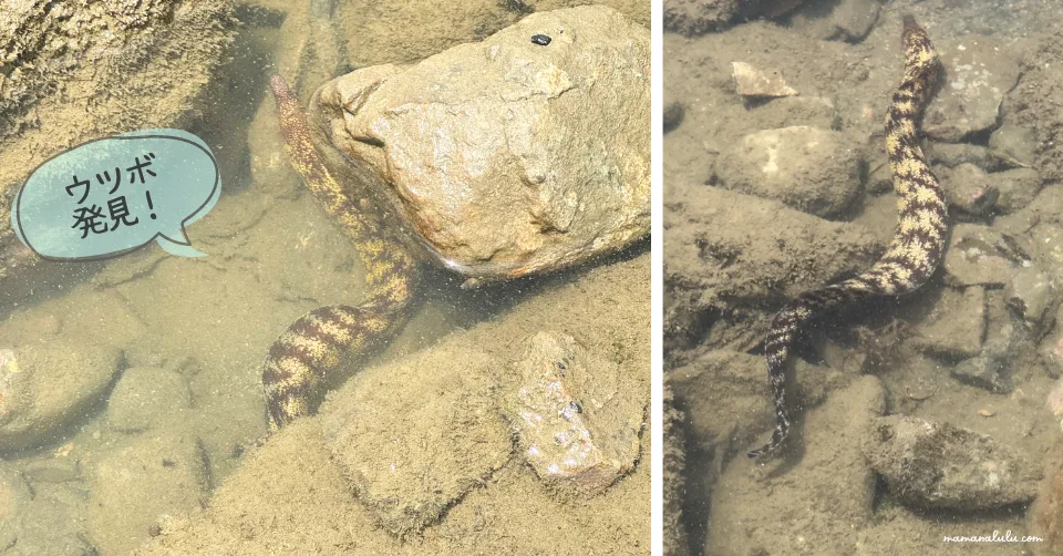 仁右衛門島の磯遊びで見つけた生き物